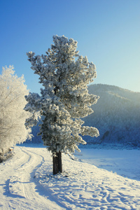 冬天。白霜。雪松