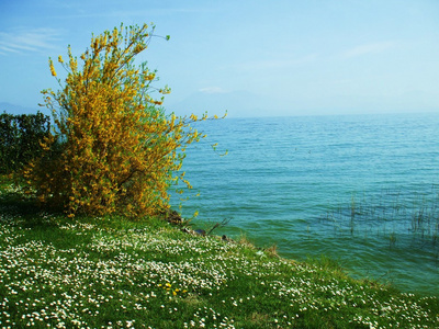 在湖的背景上的春天的花朵