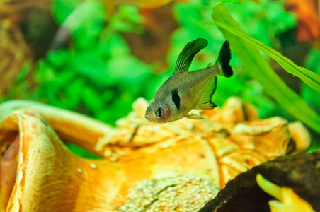 不同物种的水族馆鱼