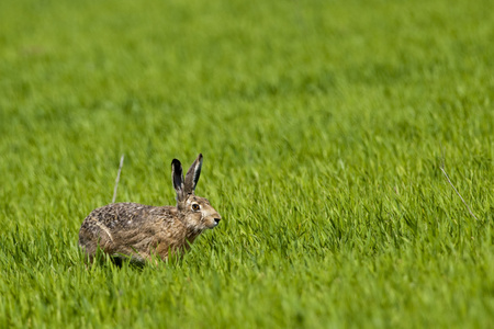野兔在绿色的原野上