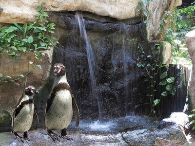 Pinginos en el zoo junto a una cascada