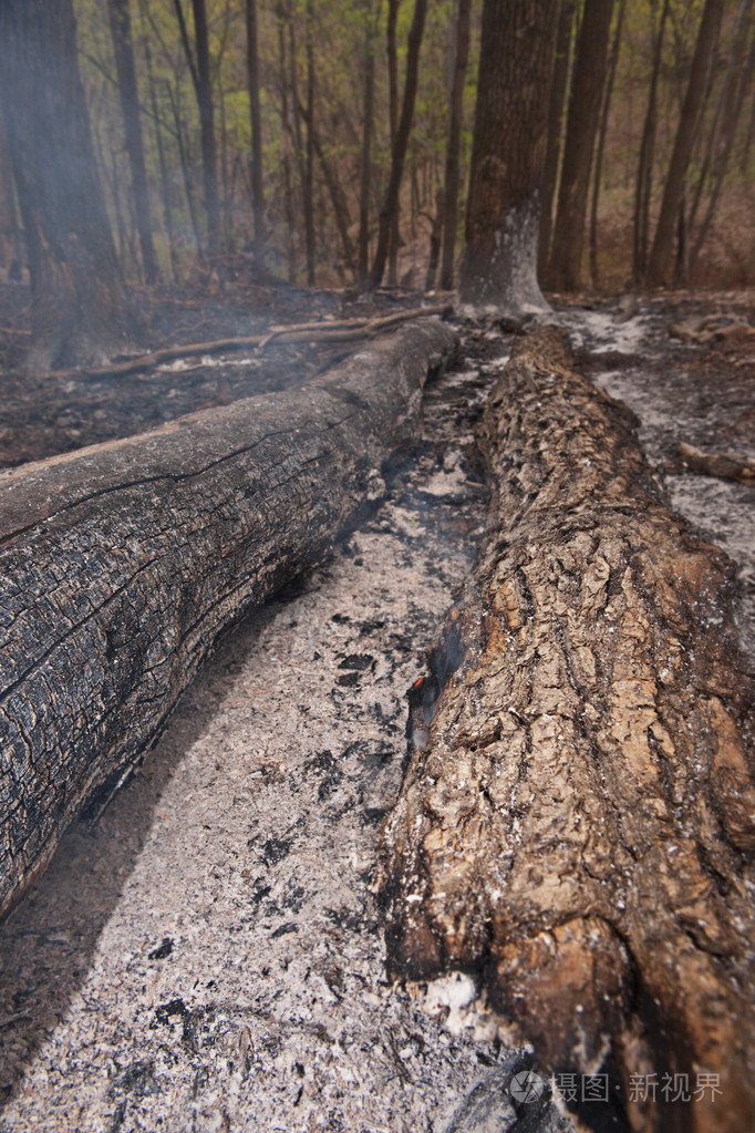 烧毁的森林场景