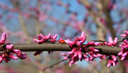 紫荆花树绽放