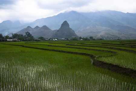 水稻种植图片
