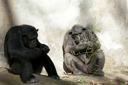 在动物园两只黑猩猩