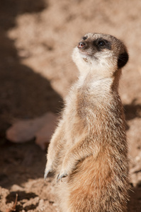 suricate 或猫鼬或猫鼬