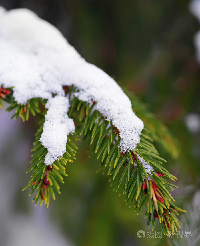 雪下的松枝