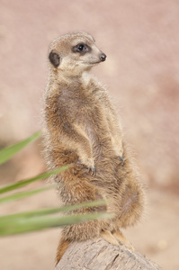 suricate 或猫鼬或猫鼬