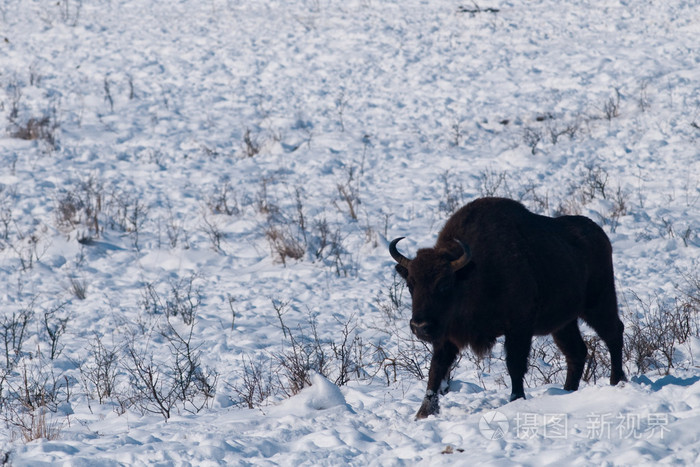 男的欧洲野牛 在冬天