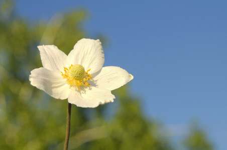 花卉