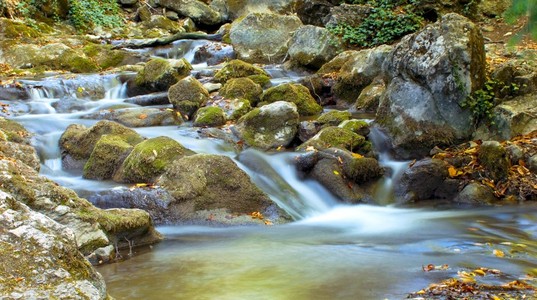 森林河的美丽运行水