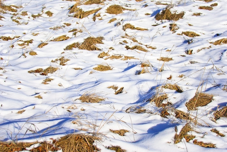 积雪融化揭示在它下面在该字段中的死草