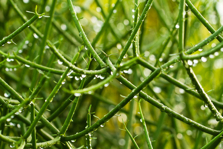 绿色的植物与水滴的摘要
