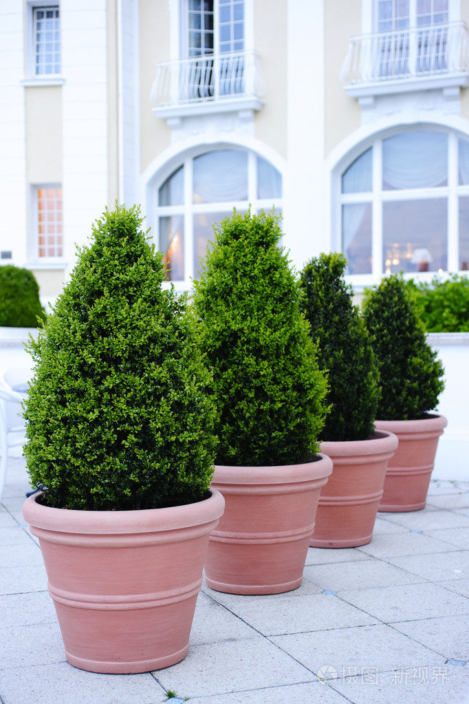 观赏盆栽的树木