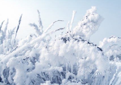 植物在雪中图片