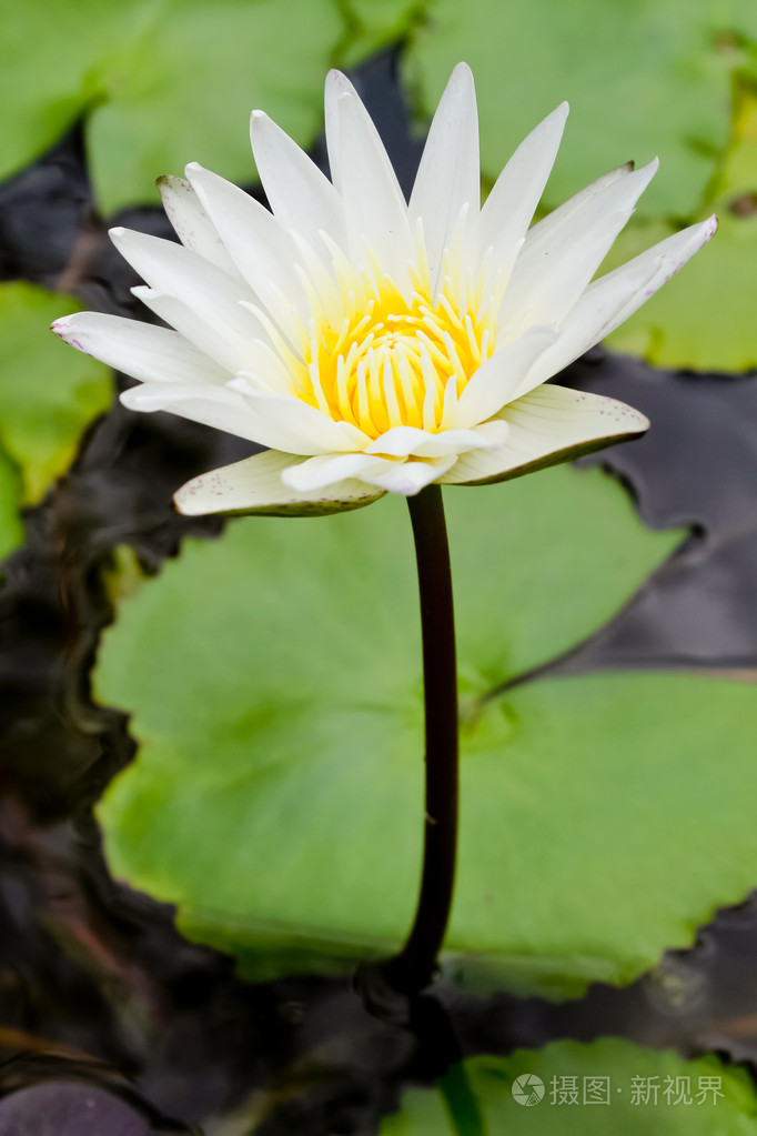 在水中的白莲花