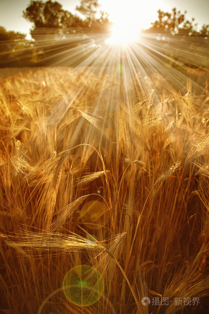 在阳光下的麦田