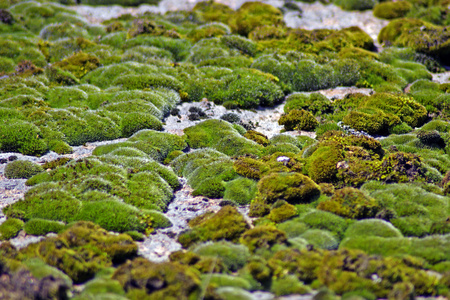 苔藓和地衣,特写照片