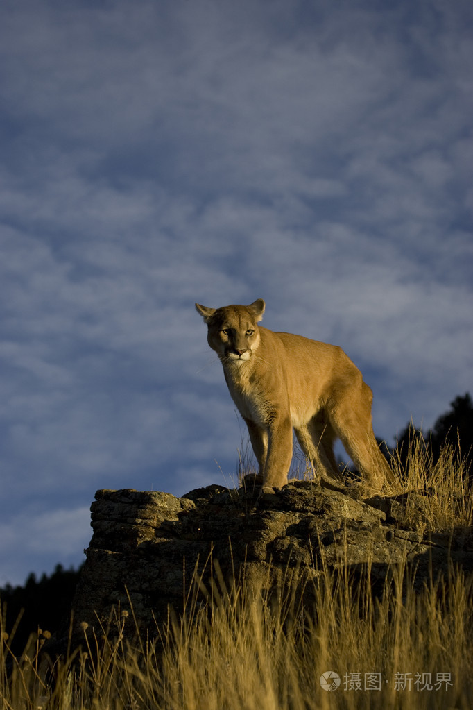 美洲狮在蒙大拿州山狮