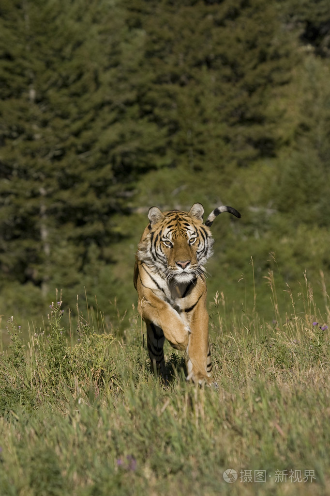 运行的西伯利亚虎照片-正版商用图片0vlzef-摄图新视界