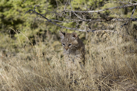 Bobcat kot v lese