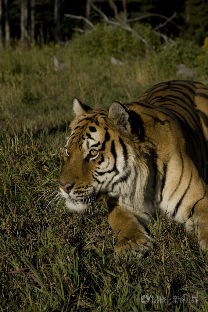 由森林边缘规定了西伯利亚虎