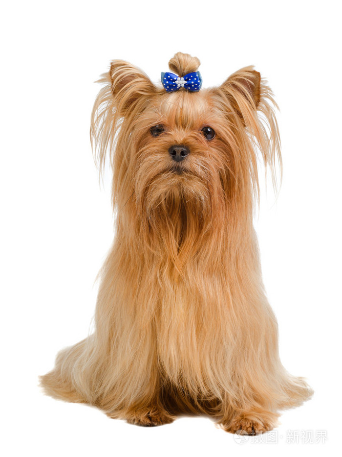 在白色的约克夏犬