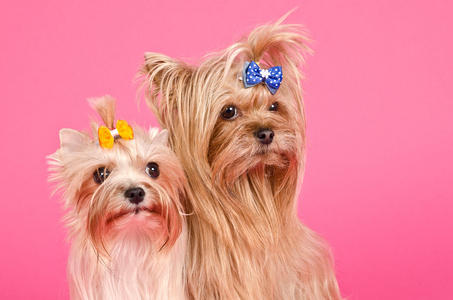 约克夏梗犬图片