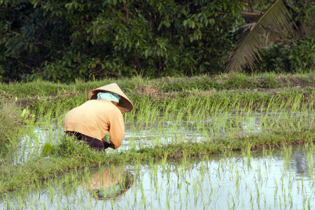 女人在水稻领域，巴厘岛，印度尼西亚工作