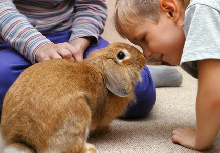 男孩与兔子