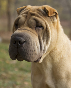 伤心的狗画像shar pei