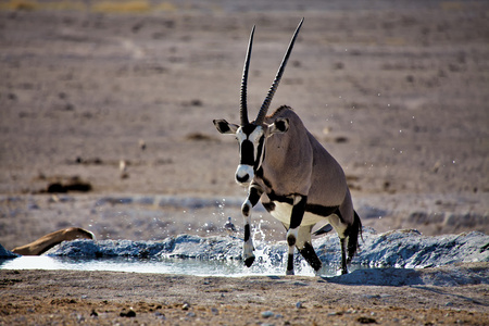 走出的水在埃托沙国家公园纳米比亚羚羊