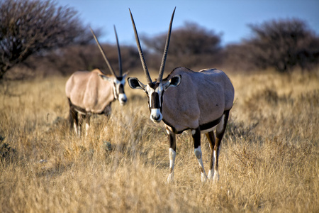 在埃托沙国家公园纳米比亚羚羊