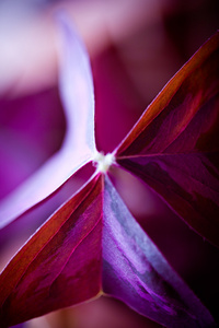 紫色植物叶片关闭