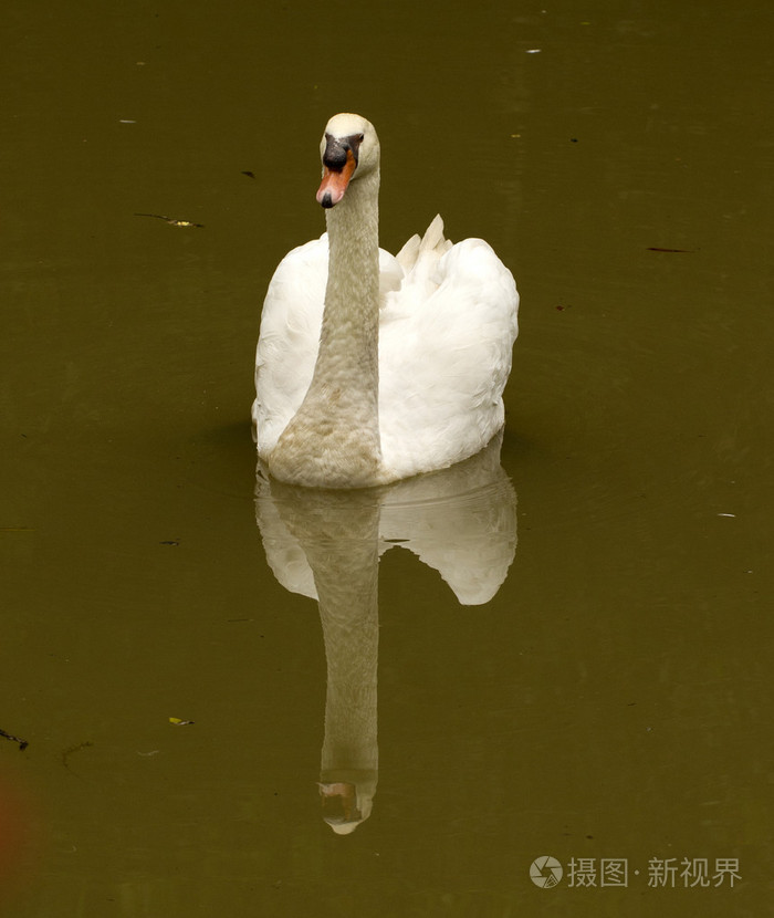 天鹅反射