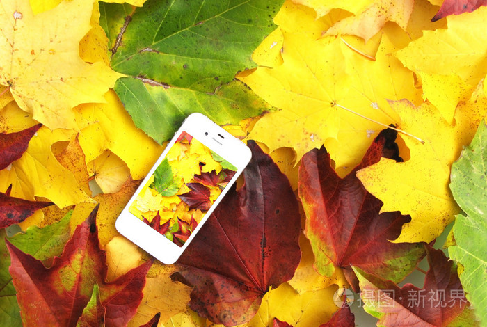 秋天的树叶的手机