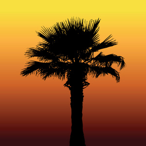棕榈沙漠。炫彩矢量图