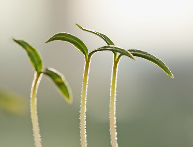 年轻的植物