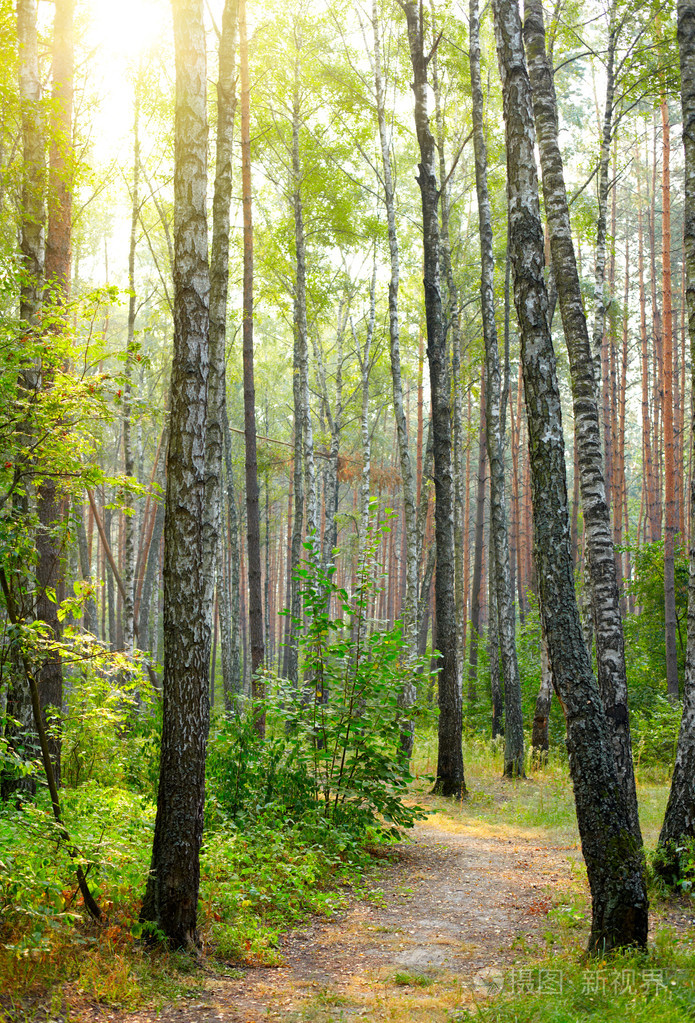 夏季森林里的白桦树