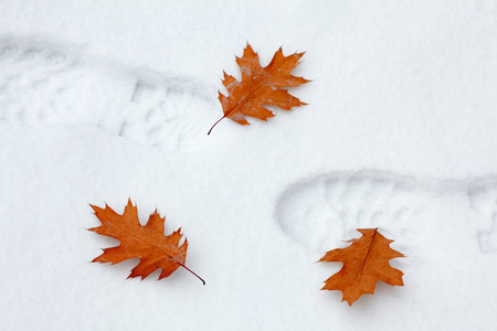 白雪皑皑的脚步声与秋天的树叶图片