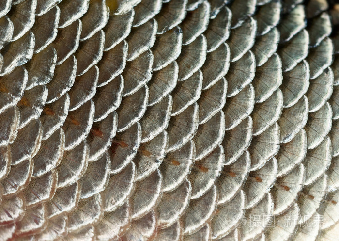 鱼鳞背景