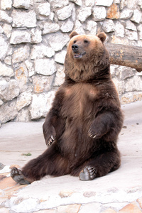 坐在棕色的熊