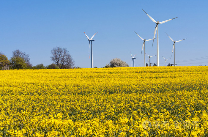 风车农场油菜田