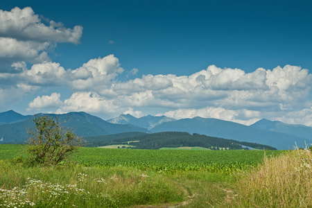 夏山