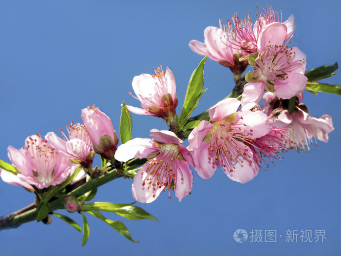 一棵小桃樹 賈平凹_賈平凹我的小桃樹_桃樹下的小白兔