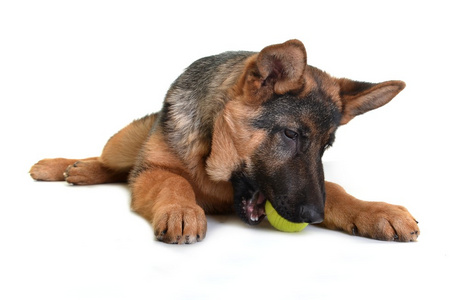 在白色背景上孤立的德国牧羊犬