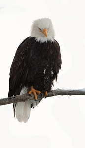 秃头鹰 吼叶猴 washingtoniensis 坐在树枝上