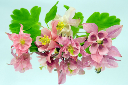 aquilegia 和其反射蓝色背景上的粉色的花