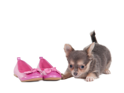 吉娃娃小狗与粉红色的鞋子
