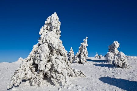 冰天雪地松树之间冷冻平原